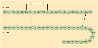 Primary structure