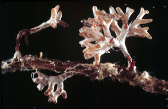 Ectomycorrhizae