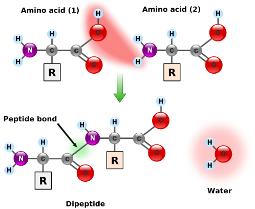 Figure 3.23 A dipeptide is formed when amino acid 1 and amino acid 2 are joined in a dehydration synthesis reaction to form a peptide bond. -OH from amino acid 1 and -H from amino acid 2, both shown in the red cloud, join to form a water molecule. This allows carbon of amino acid 1 on the left and nitrogen of amino acid 2 on the right to form a peptide bond. 