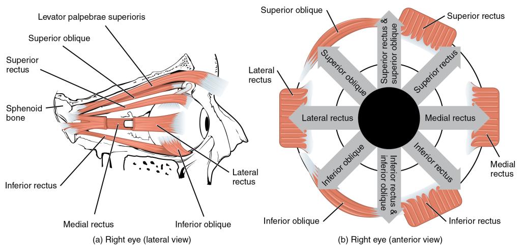 The left panel shows the lateral view of the muscles for the right eye, and the right panel shows the anterior view of the muscles for the right eye.