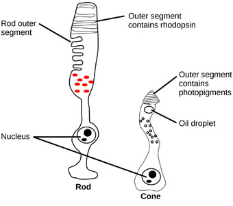 Rods and cones