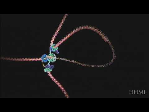 Thumbnail for the embedded element "DNA Replication (Basic Detail) | HHMI BioInteractive Video"