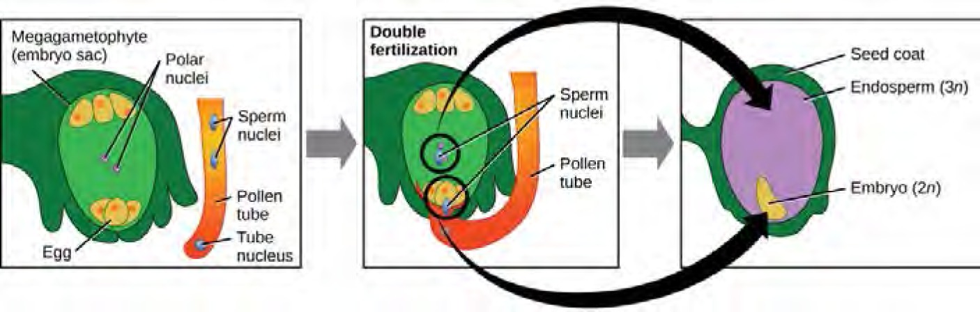 Illustration shows three panels. The first has a megagametophyte (embryo sac) with an egg at the bottom and 2 polar nuclei in the middle of the sac. A pollen tube containing a tube nucleus and 2 sperm nuclei is beside the embryo sac. The second panel shows the pollen tube penetrating the embryo sac and releasing the 2 sperm nuclei into the sac. One sperm nucleus fertilizes the 2 polar nuclei, and one sperm fertilizes the egg. The tube nucleus degenerates. The third panel shows the 2 n embryo developed from the fertilized egg, and the 3 n endosperm developed from the fertilization of the 2 polar nuclei. The seed coat has developed from the tissue surrounding the embryo sac.