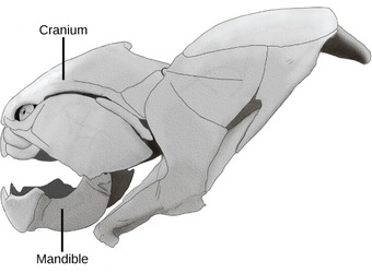 Clade Craniata