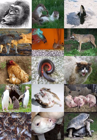 A Range of Animal Behaviors