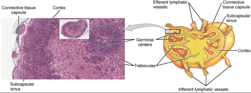Daigram of lmph node structure