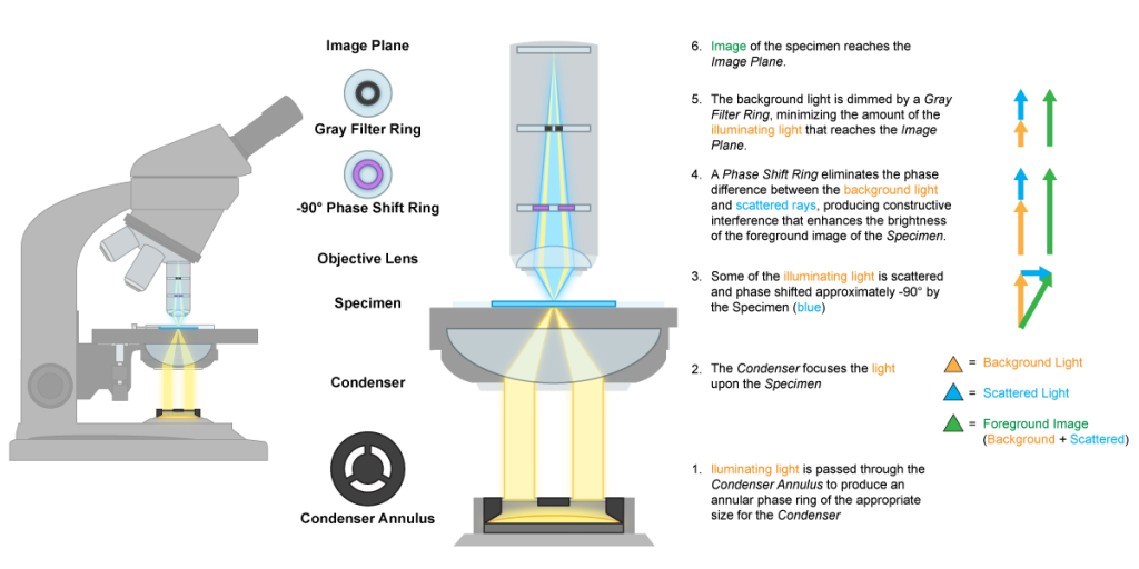 Phase Contrast Microscope Mechanics. 