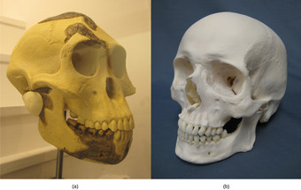 Skull comparison: Australopithecus afarensis vs modern humans