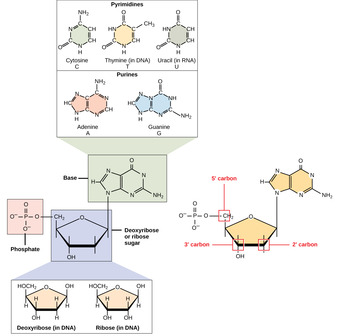 RNA Structure