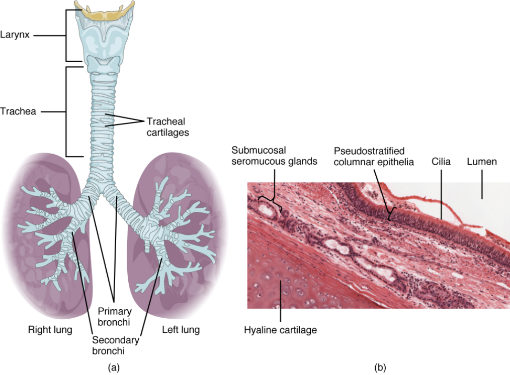 Diagram of trachea. (a) The tracheal tube is formed by stacked, C-shaped pieces of hyaline cartilage. (b) The layer visible in this cross-section of tracheal wall tissue between the hyaline cartilage and the lumen of the trachea is the mucosa, which is composed of pseudostratified ciliated columnar epithelium that contains goblet cells.