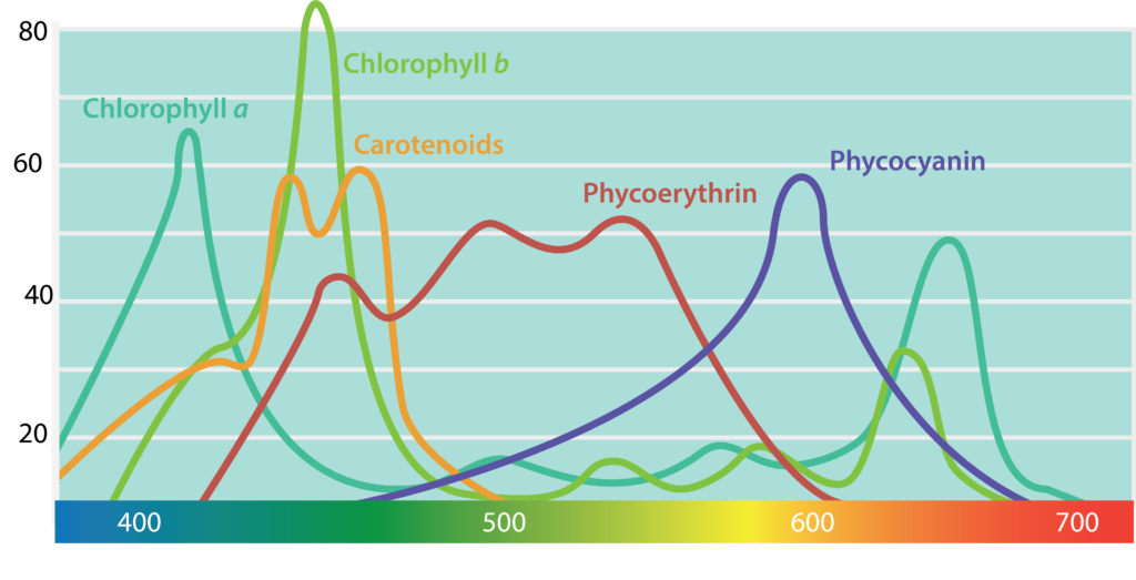 Phototrophic Pigment. 
