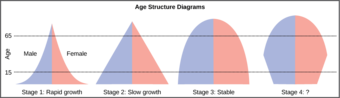 Population bar graphs for stages of demographic change from expansion to contraction