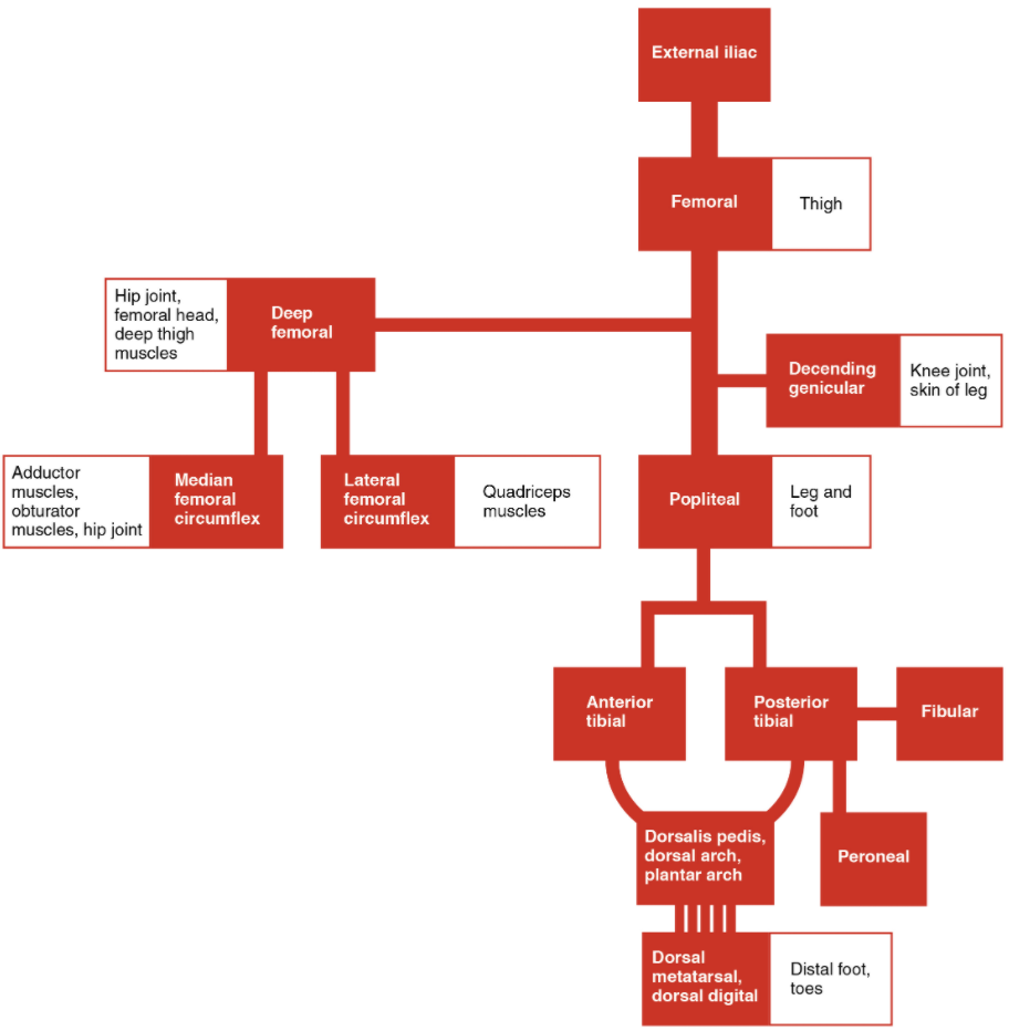 The flow chart summarises the distribution of the systemic arteries from the external iliac artery into the lower limb.