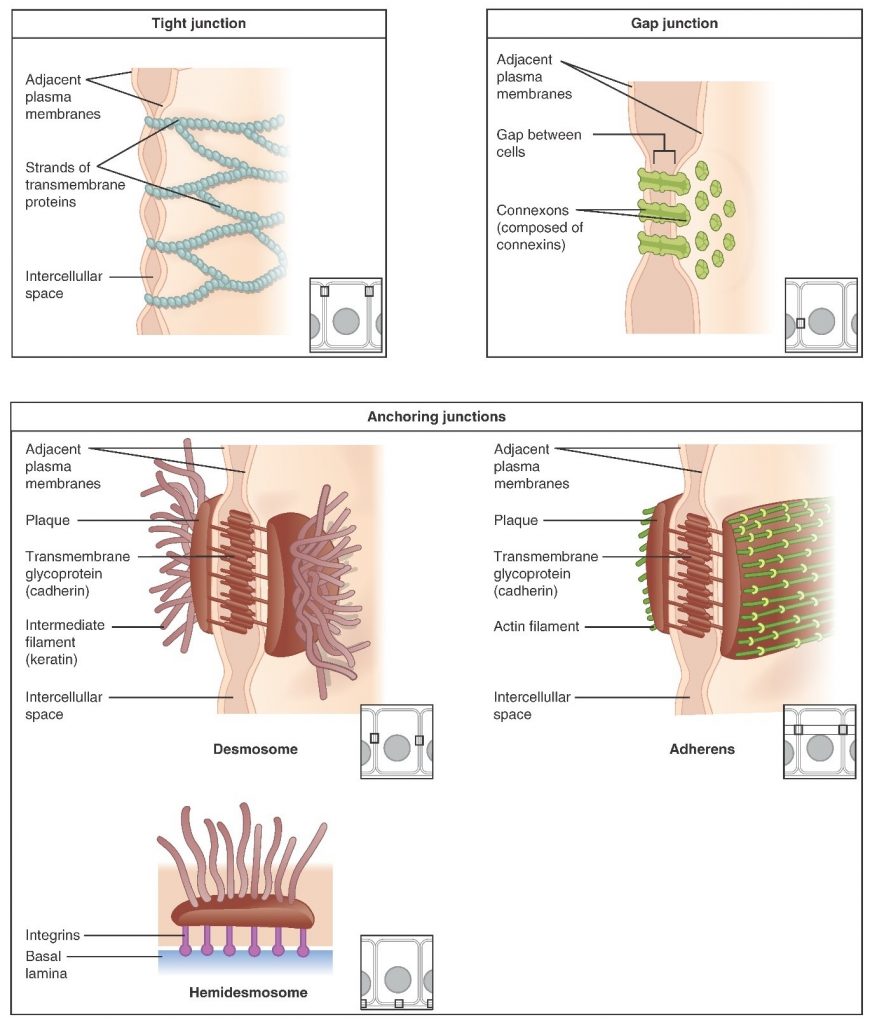 Diagram of differnt types of cell junctions - tight junctions, gap junctions and anchoring junctions