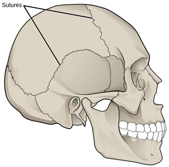 Sutures