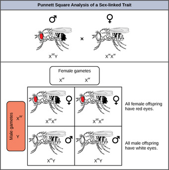 Punnett square analysis of Drosophila eye color