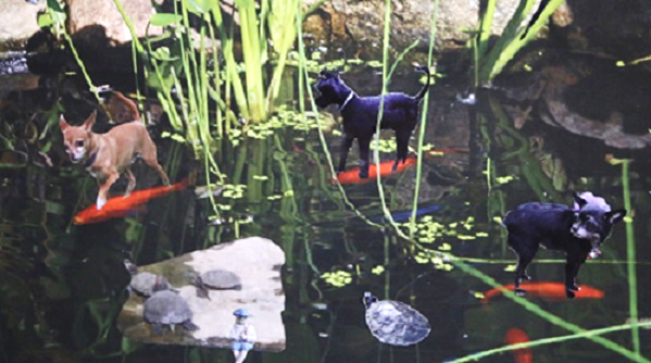 Two chihuahuas and a yorkie ride on the backs of koi in a pond filled with turtles.