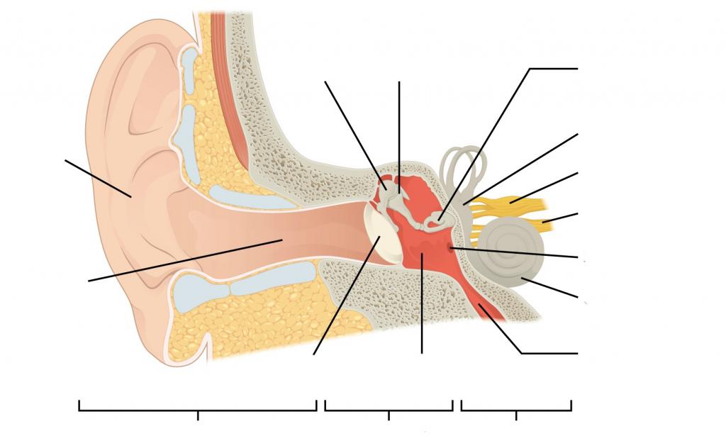 Predefined space to Label the regions and structures of Human Anatomy Ear
