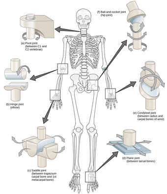 Types of synovial joints