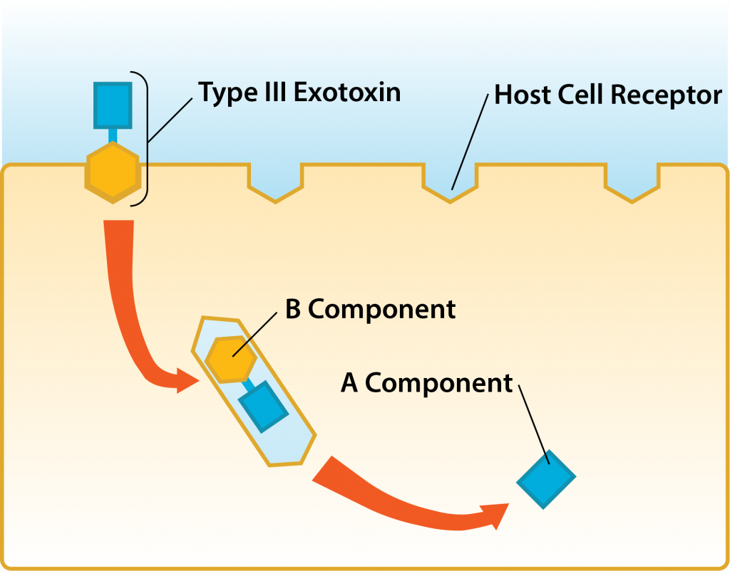 AB-toxin: Host Cell Binding.
