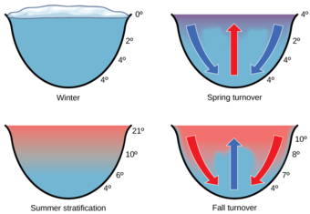 Nurient recycling in freshwater systems