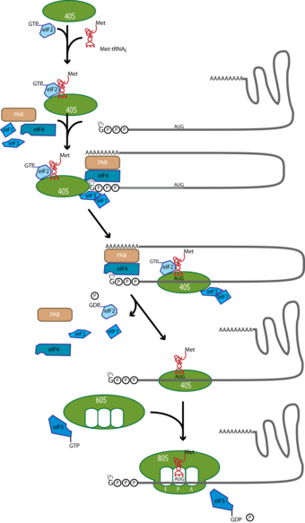 Translation initiation in eukaryotes.