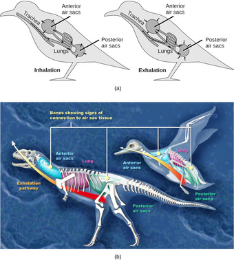 Avian respiratory system