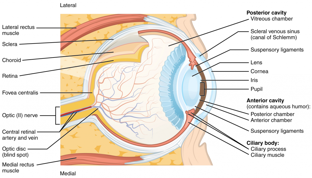 Structure of the eye