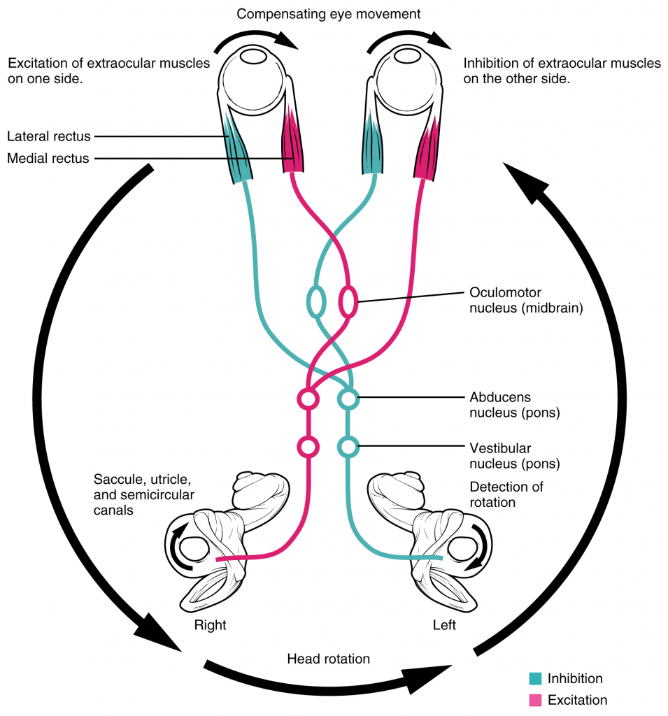 Diagram of Vestibulo-ocular reflex
