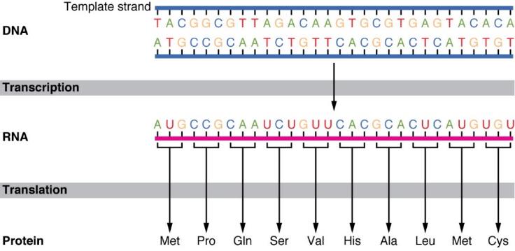 Figure 4.16 Protein synthesis and the genetic code. DNA holds all of the genetic information necessary to build a cell’s proteins. The nucleotide sequence of a gene is ultimately translated into an amino acid sequence of the gene’s corresponding protein. In this example, the 30 nucleotides in the DNA are transcribed into 30 nucleotides in the mRNA, which in turn are translated into a ten-amino acid long peptide. Art by OpenStax College – CC-BY