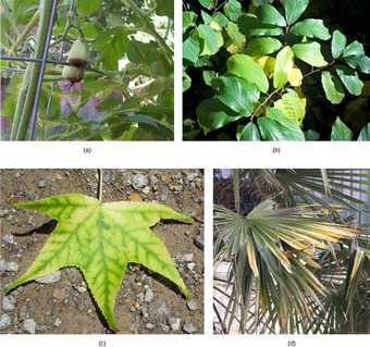 Nutrient deficiency in plants