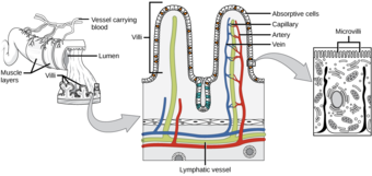 Villi of the small intestine