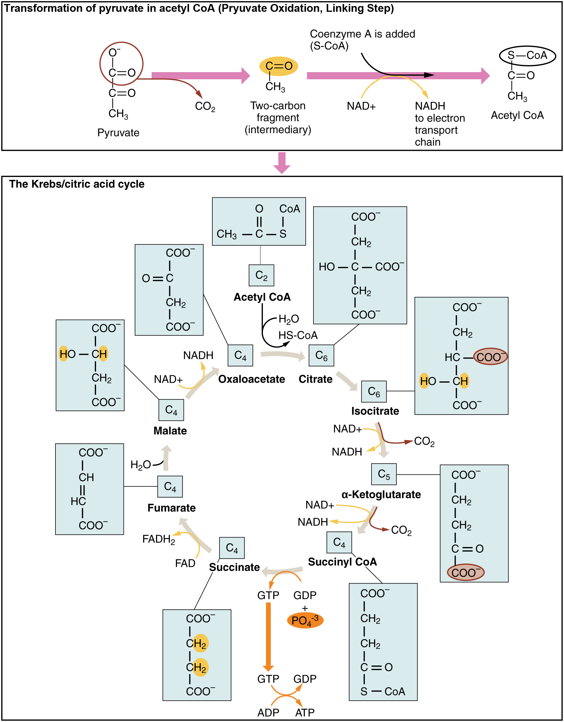 The top panel of this figure shows the transformation of pyruvate to acetyl-CoA, and the bottom panel shows the steps in Krebs cycle.