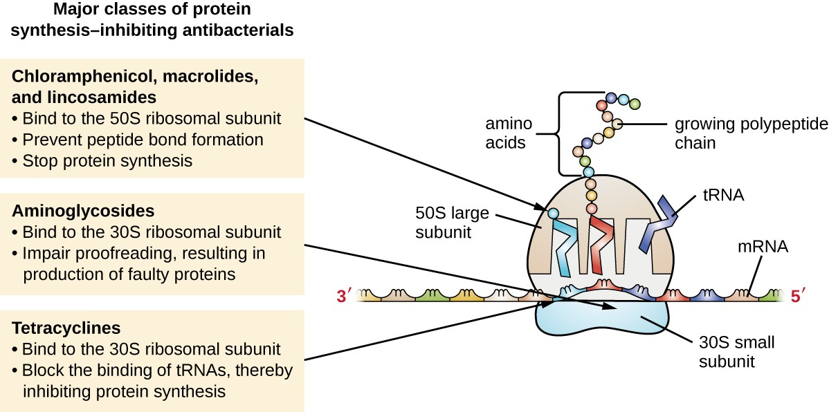 The major classes of protein synthesis inhibitors target the 30S or 50S subunits of cytoplasmic ribosomes.