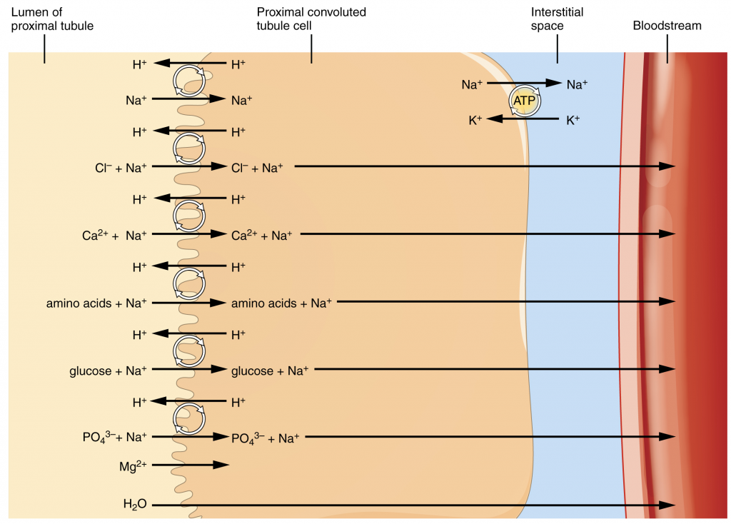 Diagram of Substances reabsorbed and secreted by the PCT.