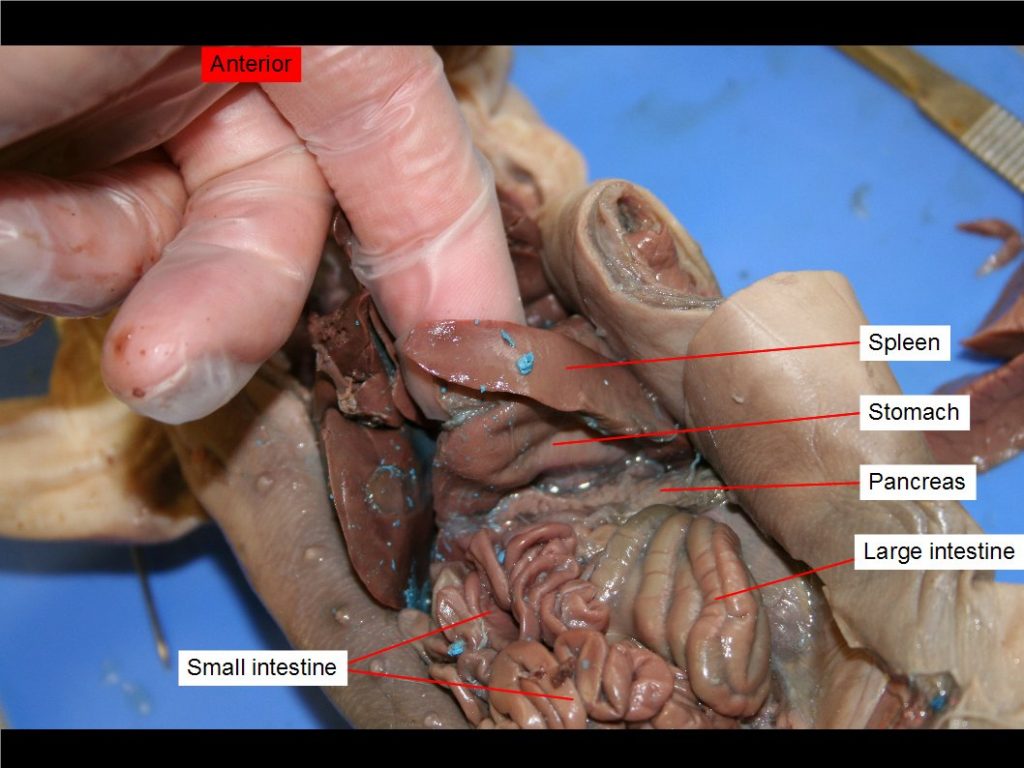 Large intestine, pancreas, small intestine, spleen, stomach. Finger lifting spleen.