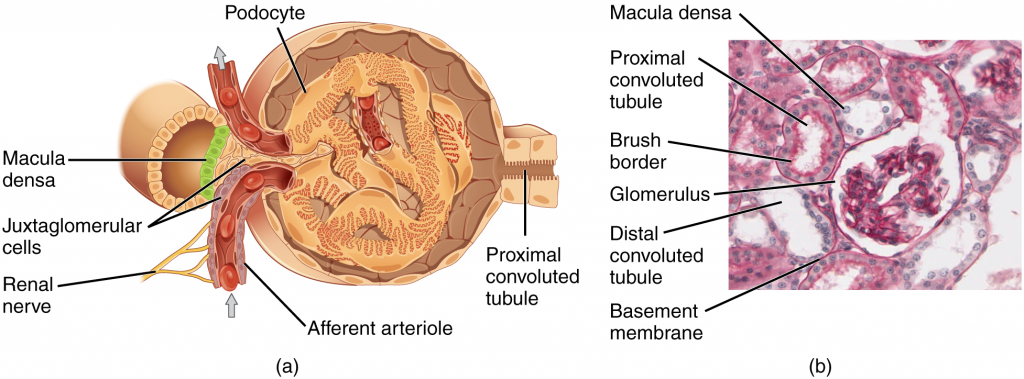 Juxtaglomerular apparatus and glomerulus. (a) The JGA allows specialised cells to monitor the composition of the fluid in the DCT and adjust the glomerular filtration rate. (b) This micrograph shows the glomerulus and surrounding structures.