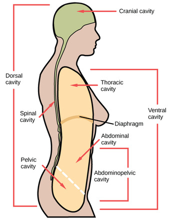 Body cavities
