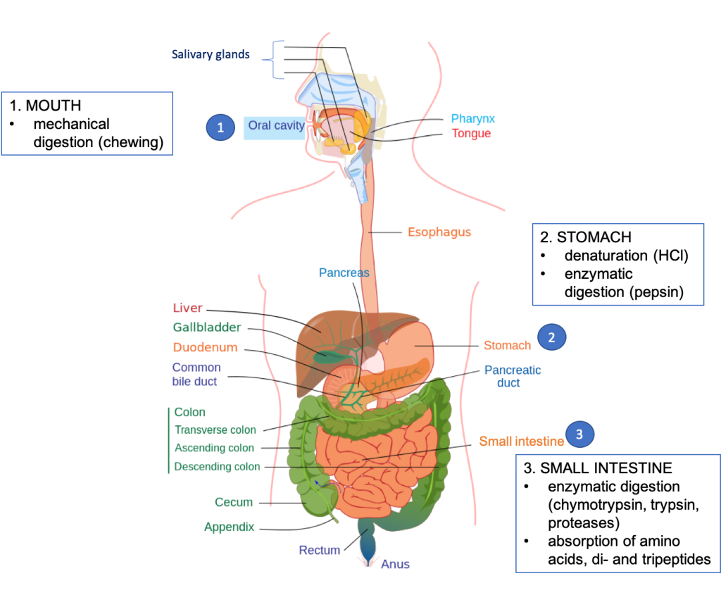 The figure shows a drawing of the digestive system, with organs labeled. Major sites of digestion of protein are highlighted, including mouth (mechanical digestion, chewing), stomach (denaturation by HCl and enzymatic digestion by pepsin), and small intestine (enzymatic digestion by chymotrypsin, trypsin, and proteases, and absorption of amino acids and di and tripeptides).