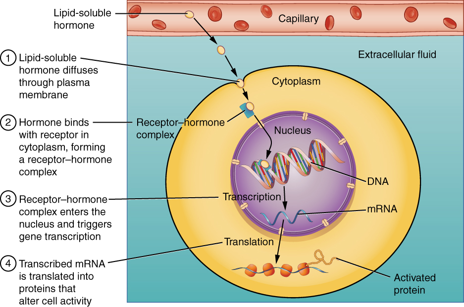 Binding of lipid-soluble hormones diagran