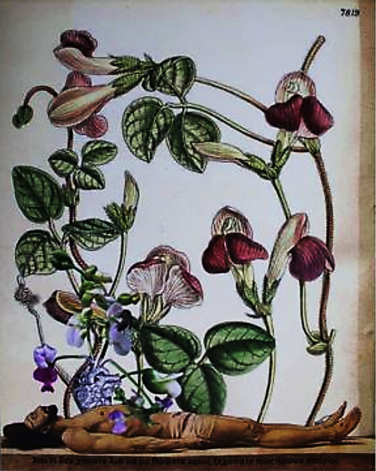 A dead man sprouts pea vines from his heart. The vines and their flowers fill the background. 