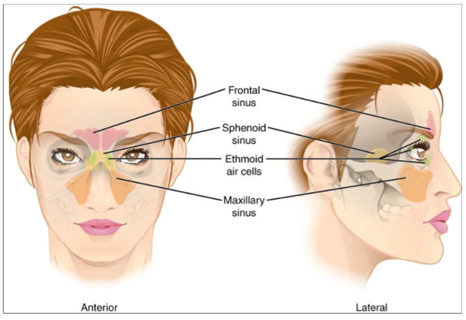 Diagram of Paranasal sinuses