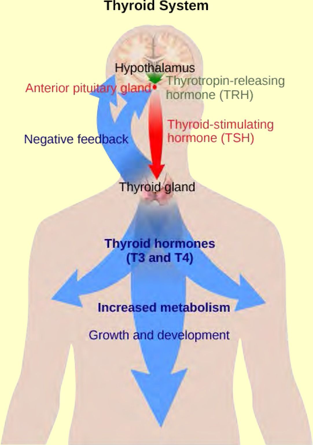 The hypothalamus secretes thyrotropin-releasing hormone, which causes the anterior pituitary gland to secrete thyroid-stimulating hormone. Thyroid-stimulating hormone causes the thyroid gland to secrete the thyroid hormones T3 and T4, which increase metabolism, resulting in growth and development. In a negative feedback loop, T3 and T4 inhibit hormone secretion by the hypothalamus and pituitary, terminating the signal.
