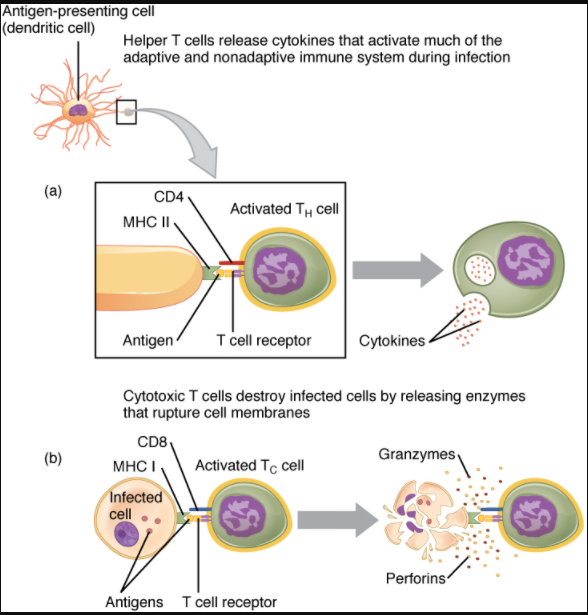 (a) CD4 is associated with helper and regulatory T cells. An extracellular pathogen is processed and presented in the binding cleft of a class II MHC molecule, and this interaction is strengthened by the CD4 molecule. (b) CD8 is associated with cytotoxic T cells. An intracellular pathogen is presented by a class I MHC molecule, and CD8 interacts with it.