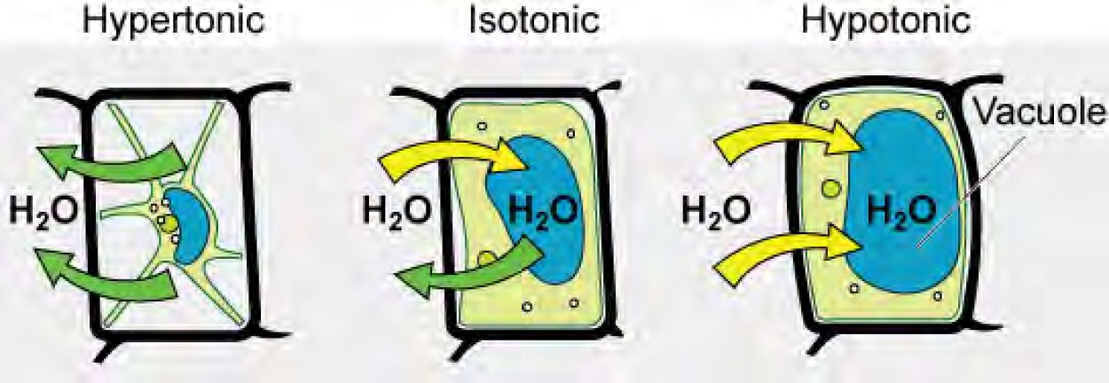 The left part of this image shows a plant cell bathed in a hypertonic solution so that the plasma membrane has pulled away completely from the cell wall, and the central vacuole has shrunk. The middle part shows a plant cell bathed in an isotonic solution; the plasma membrane has pulled away from the cell wall a bit, and the central vacuole has shrunk. The right part shows a plant cell in a hypotonic solution. The central vacuole is large, and the plasma membrane is pressed against the cell wall.