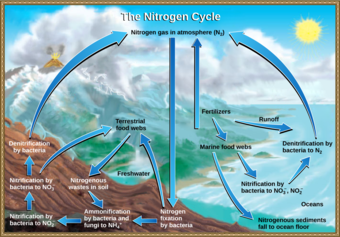 Nitrogen fixation