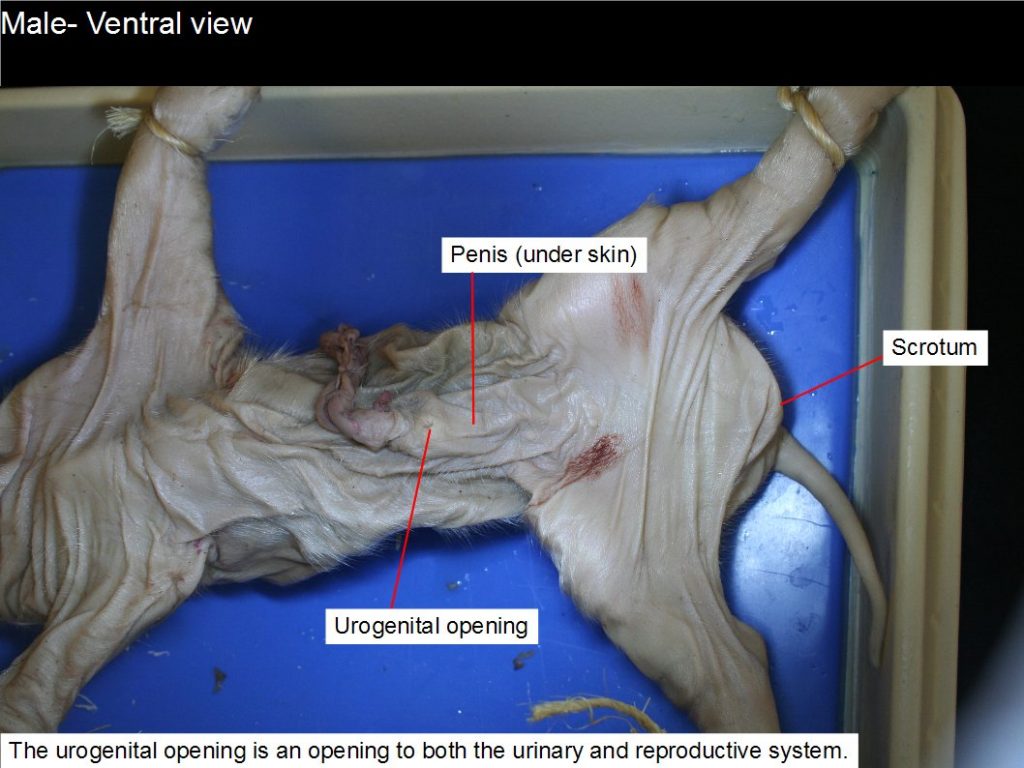 Figure 13.4. Male: urogenital opening, penis, anus.