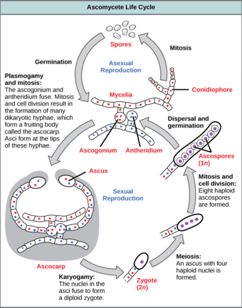 Lifecycle of an ascomycete