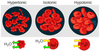 Changes in Cell Shape Due to Dissolved Solutes