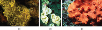 Types of sponges
